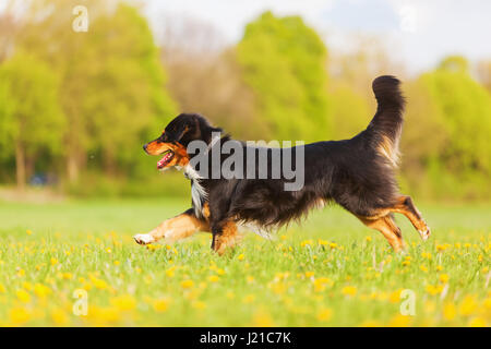 Bild von einem Australian Shepherd läuft über die Wiese Stockfoto