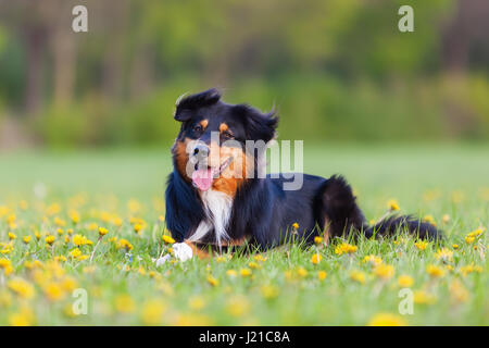 Porträt eines Australian Shepherd Hund auf der Wiese liegend Stockfoto