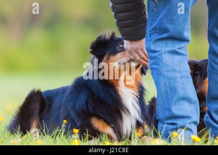 Mann mit zwei Australian Shepherds auf der Wiese Stockfoto