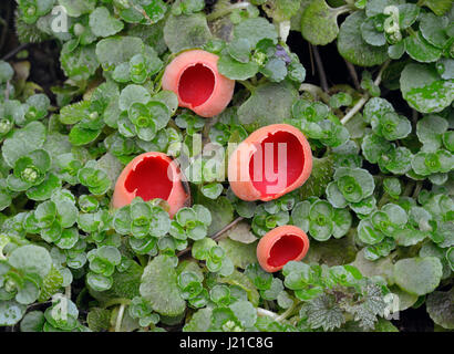 Scharlachrote Elf Cup Pilze - Sarcoscypha coccinea Stockfoto