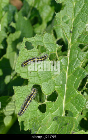 Raupen von Scarlet Tiger Moth - Panaxia Dominula, Fütterung auf Beinwell - Symphytum officinale Stockfoto