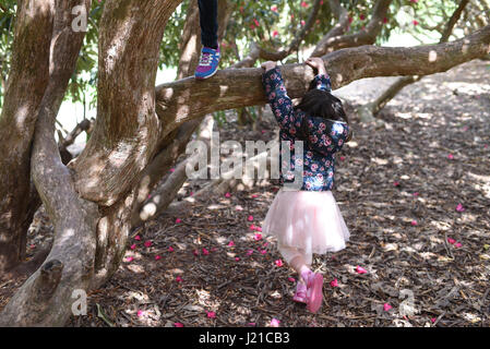 Kinder (jungen und Mädchen) spielen im Rhododendron-Baum in einem Wald bei Sheffield Park und Garten, England Stockfoto