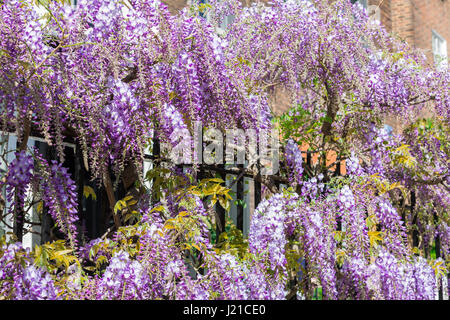 Eine gesunde Wisteria Pflanze, die auf einem schwarzen Metallzaun in London, England, Großbritannien Stockfoto