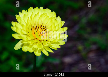 Texas falscher Löwenzahn - Pyrrhopappus Pauciflorus - genannt auch Smallflower Wüste-Chicorée, Texas Löwenzahn, falscher Löwenzahn. Stockfoto