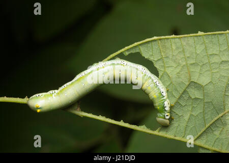 Falter Raupe, Aarey Milch Kolonie Indien. Die Raupen der Nachtfalter sind gefräßige Zufuhren macht sie zu einer der wichtigsten Schädlinge der Landwirtschaft. Stockfoto