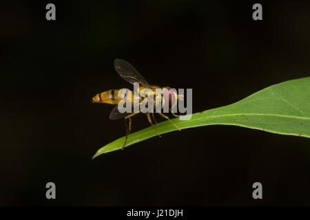 Fliegen, nicht identifizierte, Aarey Milch Kolonie, Indien. Fliegen gehören zu ihren Auftrag Diptera von Insekten. Der Name entsteht Dipteren von Grün Worte 'di' Bedeutung Stockfoto