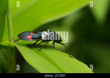 Insekt, nicht identifizierte, Aarey Milch Kolonie, Indien. Stockfoto