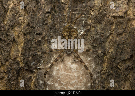 Lange spinnered Rinde Spinnen oder zweiseitigen Spinnen, Hersilia sp, Aarey Milch Kolonie Indien. Spinnen der Gattung Hersilias sind bekannt als Long-spin Stockfoto