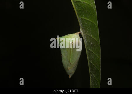 Schmetterling-Puppe, gemeinsame Baron, Aarey Milch Kolonie Indien. Euthalia Aconthea, der gemeinsamen Baron ist ein Nymphalid Schmetterling. Die Puppe sind grün mit interm Stockfoto