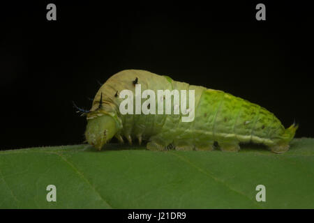 Schmetterling Raupe, Aarey Milch Kolonie Indien. Alle Schmetterlinge haben komplette Metamorphose. In einem Erwachsenen wachsen sie 4 Stadien durchlaufen: Ei, la Stockfoto