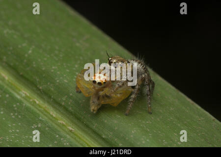 Springen Spinne, Salticidae, Aarey Milch-Kolonie, Indien. Die springenden Spinne Familie (Salticidae) enthält über 600 beschriebenen Gattungen und mehr als 5800 Stockfoto