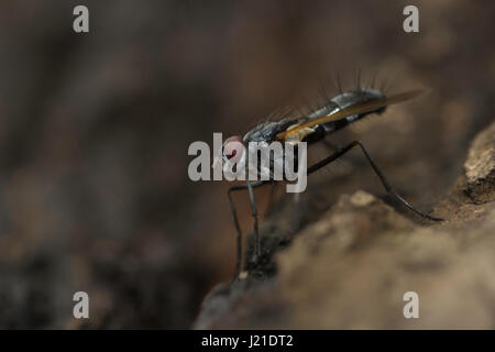 Fliegen, nicht identifizierte, Aarey Milch Kolonie, Indien. Fliegen gehören zu ihren Auftrag Diptera von Insekten. Der Name entsteht Dipteren von Grün Worte 'di' Bedeutung Stockfoto