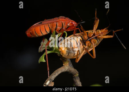 Rote Seide Baumwolle Bug, Aarey Milch Kolonie Indien. Viele sind rot gefärbt und sind bekannt als Red Bugs und einige Arten heißen Baumwolle freigesprochen, weil th Stockfoto