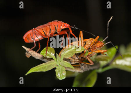 Rote Seide Baumwolle Bug, Aarey Milch Kolonie Indien. Viele sind rot gefärbt und sind bekannt als Red Bugs und einige Arten heißen Baumwolle freigesprochen, weil th Stockfoto