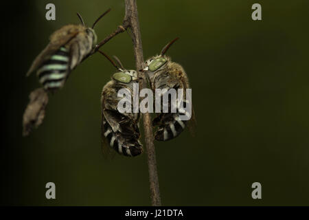 Bienen, Aarey Milch Kolonie, Indien. Stockfoto