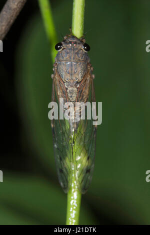 Zikade, Aarey Milch Kolonie, Indien. Die Zikaden sind eine Überfamilie der Cicadoidea von Insekten in der Reihenfolge Hemiptera. Sie sind in der Unterordnung Auchenor Stockfoto