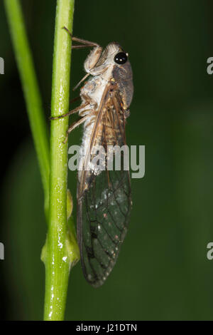 Zikade, Aarey Milch Kolonie, Indien. Die Zikaden sind eine Überfamilie der Cicadoidea von Insekten in der Reihenfolge Hemiptera. Sie sind in der Unterordnung Auchenor Stockfoto