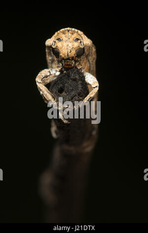 Longhorn Beetle, Cerambycidae, Aarey Milch-Kolonie, Indien. Die Bockkäfer sind eine weltoffene Familie von Käfern, in der Regel gekennzeichnet durch extre Stockfoto