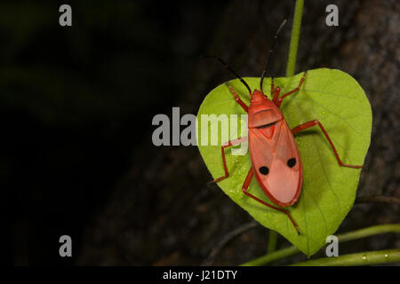 Rote Seide Baumwolle Bug, Pyrrhocoridae, Aarey Milch-Kolonie, Indien. Viele sind rot gefärbt und sind bekannt als Red Bugs und einige Arten nennt man Baumwolle sta Stockfoto