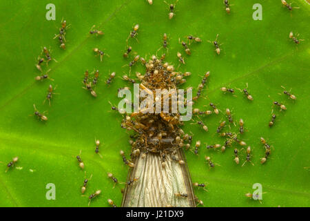 Ameisen essen Insekten, nicht identifizierte, Aarey Milch Kolonie, Indien. Stockfoto