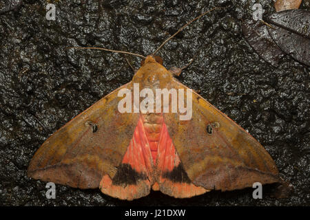 Dorsal von Thyas honesta, Motte der Familie Noctuidae, die nach vorne blickt, Aarey Milk Colony, INDIEN. Stockfoto