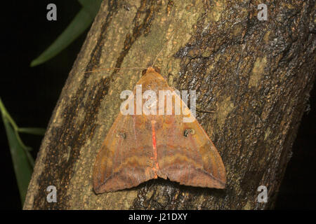 Dorsal von Thyas honesta, Motte der Familie Noctuidae, die nach vorne blickt, Aarey Milk Colony, INDIEN. Stockfoto