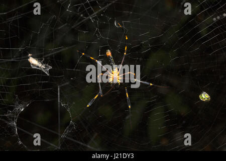 Riesenspinne Holz, Nephila sp, Aarey Milch Kolonie Indien. Es wird allgemein in primären und sekundären Wäldern und Gärten gefunden. Weibchen sind groß und Gr Stockfoto