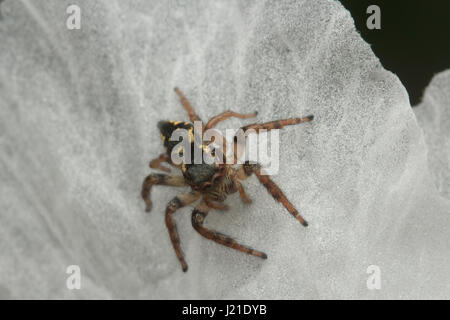 Springen Spinne, Salticidae, Aarey Milch-Kolonie, Indien. Die springenden Spinne Familie (Salticidae) enthält über 600 beschriebenen Gattungen und mehr als 5800 Stockfoto