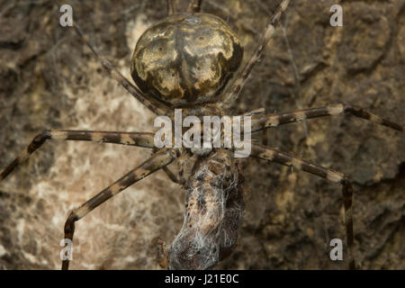 Lange spinnered Rinde Spinnen oder zweiseitigen Spinnen, Aarey Milch Kolonie Indien. Stockfoto