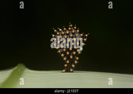 Assassin bugs Eiern, Aarey Milch Kolonie Indien. Assassin-Bugs sind räuberische Insekten der Familie Reduviidae. In den wärmeren Monaten zwischen Oc besteht aus Eiern Stockfoto