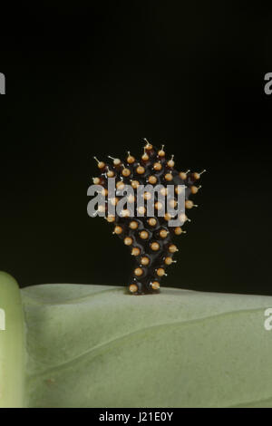 Assassin bugs Eiern, Aarey Milch Kolonie Indien. Assassin-Bugs sind räuberische Insekten der Familie Reduviidae. In den wärmeren Monaten zwischen Oc besteht aus Eiern Stockfoto