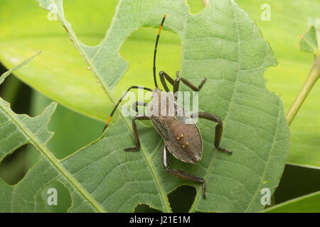 Assassin Bugs, Aarey Milch Kolonie Indien. Assassin-Bugs sind räuberische Insekten der Familie Reduviidae. Diese Hinterhalt Raubtiere finden sich häufig in garde Stockfoto