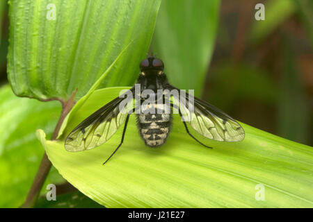 Fliegen, nicht identifizierte, Aarey Milch Kolonie, Indien. Fliegen gehören zu ihren Auftrag Diptera von Insekten. Der Name entsteht Dipteren von Grün Worte 'di' Bedeutung Stockfoto