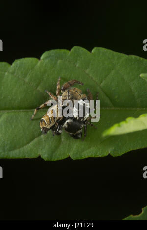 Springen Spinne, Salticidae, Aarey Milch-Kolonie, Indien. Die springenden Spinne Familie (Salticidae) enthält über 600 beschriebenen Gattungen und mehr als 5800 Stockfoto