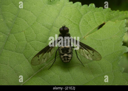 Fliegen, nicht identifizierte, Aarey Milch Kolonie, Indien. Fliegen gehören zu ihren Auftrag Diptera von Insekten. Der Name entsteht Dipteren von Grün Worte 'di' Bedeutung Stockfoto