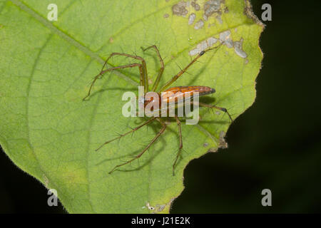 Luchs Spinne, Oxyopidae, Aarey Milch Kolonie, Indien. Luchs-Spider ist der allgemeine Name für jedes Mitglied der Familie Oxyopidae. Die meisten Arten machen uns wenig Stockfoto