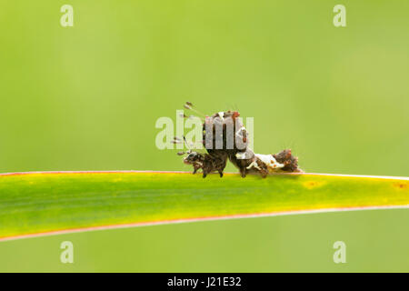 Looper Falter Raupe, Bangalore, Indien. Die Greifer Motten fallen überwiegend unter Superfamilie Geometroidea. Die Motten erwerben ihren Namen von der Stockfoto