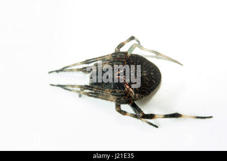 Orb-Weaver Spider, Bangalore, Indien. Orb-Weaver Spider oder Araneids sind Mitglieder der Spinne Familie Araneidae. Sie sind die häufigste Gruppe der bui Stockfoto