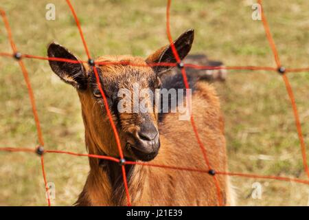 Elektrozaun auf der Weide. Zucht von Schafen und Ziegen auf einem Bauernhof Stockfoto