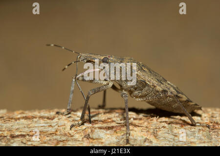 Assassin Bugs, Aarey Milch Kolonie Indien. Assassin-Bugs sind räuberische Insekten der Familie Reduviidae. Diese Hinterhalt Raubtiere finden sich häufig in garde Stockfoto