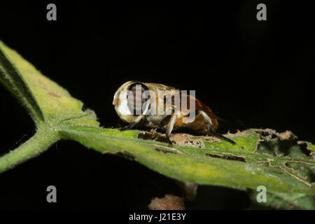 Fliegen, nicht identifizierte, Aarey Milch Kolonie, Indien. Fliegen gehören zu ihren Auftrag Diptera von Insekten. Der Name entsteht Dipteren von Grün Worte 'di' Bedeutung Stockfoto