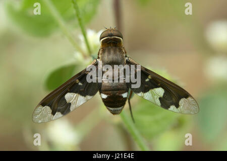 Fliegen, nicht identifizierte, Aarey Milch Kolonie, Indien. Fliegen gehören zu ihren Auftrag Diptera von Insekten. Der Name entsteht Dipteren von Grün Worte 'di' Bedeutung Stockfoto