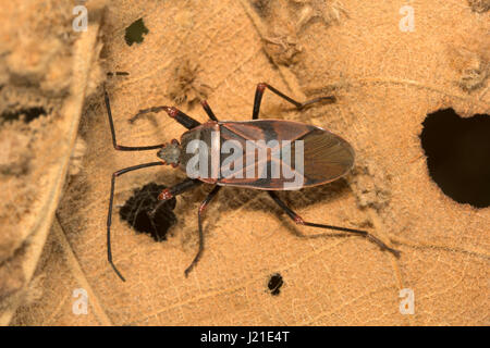 Assassin Bugs, Aarey Milch Kolonie Indien. Assassin-Bugs sind räuberische Insekten der Familie Reduviidae. Diese Hinterhalt Raubtiere finden sich häufig in garde Stockfoto