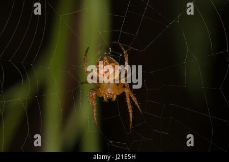 Orb-Weaver Spider, Araneidae, Aarey Milch Kolonie, Indien. Orb-Weaver Spider oder Araneids sind Mitglieder der Spinne Familie Araneidae. Sie sind die Stockfoto