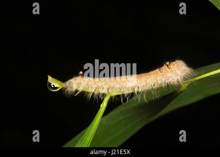 Palmking caterpillar, Amathusia phidippus Moth caterpillar, Aarey Milk Colony, INDIEN. Stockfoto