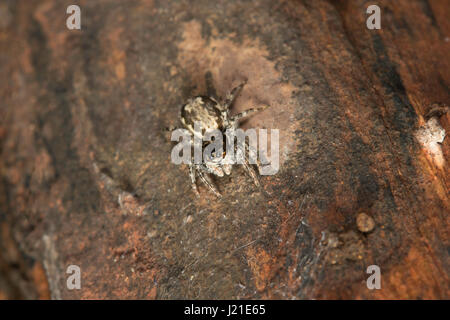 Springen Spinne, Salticidae, Aarey Milch-Kolonie, Indien. Die springenden Spinne Familie (Salticidae) enthält über 600 beschriebenen Gattungen und mehr als 5800 Stockfoto