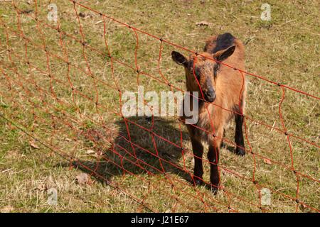 Elektrozaun auf der Weide. Zucht von Schafen und Ziegen auf einem Bauernhof Stockfoto