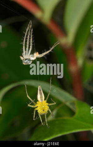 Luchs Spinne Mauser, Oxyopidae, Aarey Milch Kolonie, Indien. Luchs-Spider ist der allgemeine Name für jedes Mitglied der Familie Oxyopidae. Die meisten Arten machen l Stockfoto