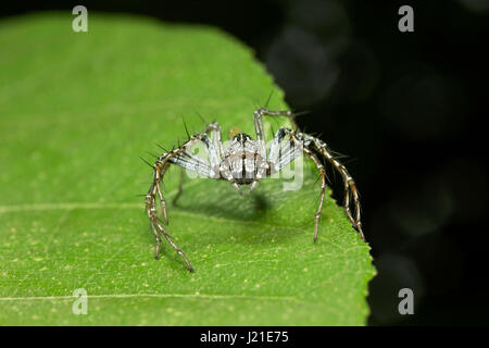 Luchs Spinne, Oxyopidae, Aarey Milch Kolonie, Indien. Luchs-Spider ist der allgemeine Name für jedes Mitglied der Familie Oxyopidae. Die meisten Arten machen uns wenig Stockfoto