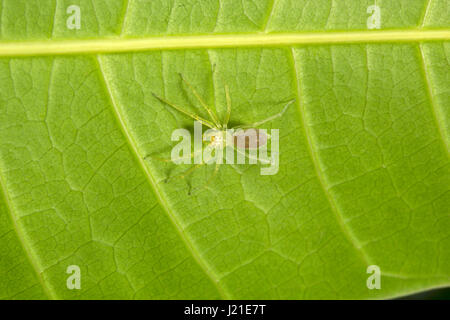 Springen Spinne, Salticidae, Aarey Milch-Kolonie, Indien. Die springenden Spinne Familie (Salticidae) enthält über 600 beschriebenen Gattungen und mehr als 5800 Stockfoto